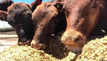 Agroalimentos Ucacha - Ucacha