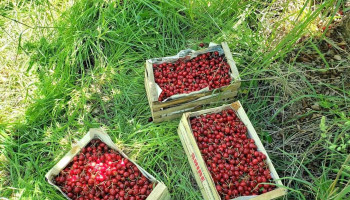 Braida venta de alfalfa - Chimpay