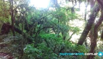 Calilegua - Calilegua