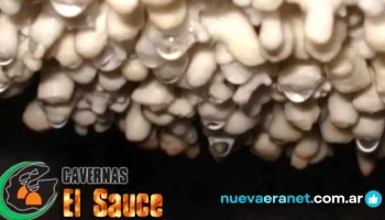 Cavernas El Sauce - La Falda
