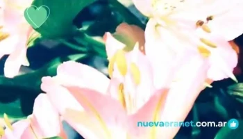 Florería casa Muñoz - Laboulaye