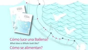 Guía de Campo Avistaje de Ballenas - Puerto Madryn