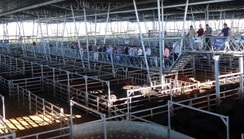 Mercado Agro Ganadero - Cañuelas