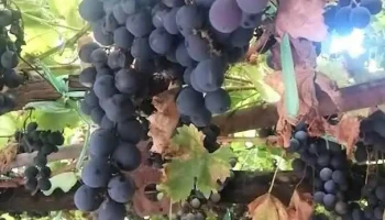 Rivadavia - Mendoza