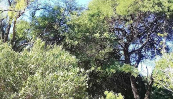 Robles - Santiago Del Estero