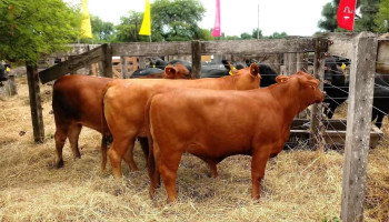 Sociedad Rural El Impenetrable - Juan José Castelli