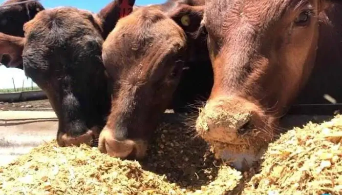 Agroalimentos Ucacha - Ucacha