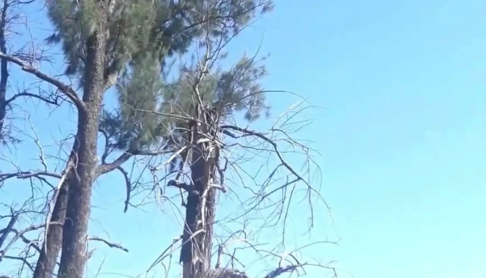 Banda -  Videos - Santiago del Estero