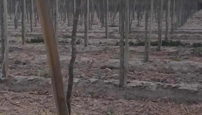 Bodega Merced Del Estero -  Videos - Rivadavia