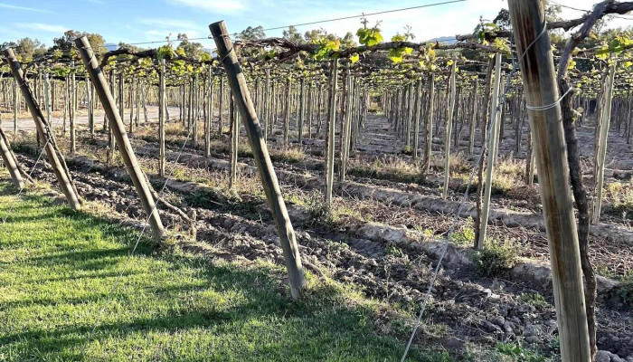 Bodega Merced Del Estero -  Vina - Rivadavia