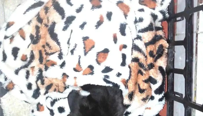 Borderes Veterinaria -  Fotos - Monte Caseros