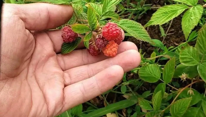 Braida Venta De Alfalfa -  Del Propietario - Chimpay