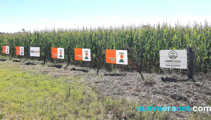 Campo Verde Comercializacion De Semillas -  Del Propietario - Ucacha