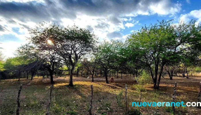 Casa De Piquillines -  Numero - Santiago del Estero