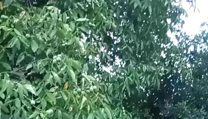 Casa Del Arbol Abierto Ahora - Tafí del Valle