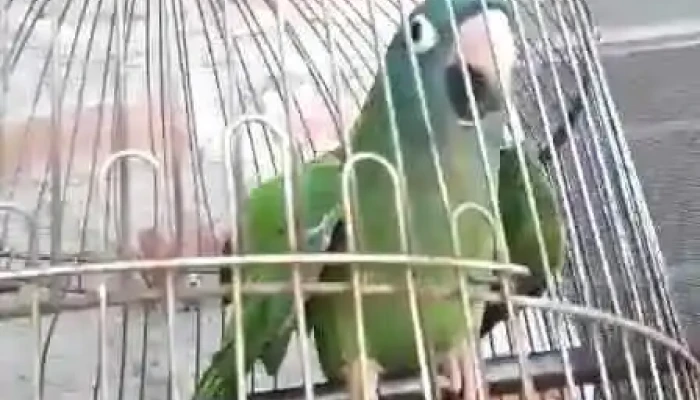 Col Baron Videos - Col. Baron