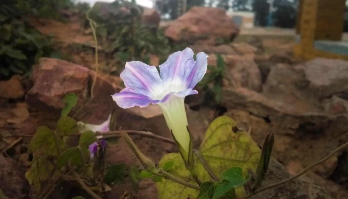 Corzuela -  Instagram - Corzuela