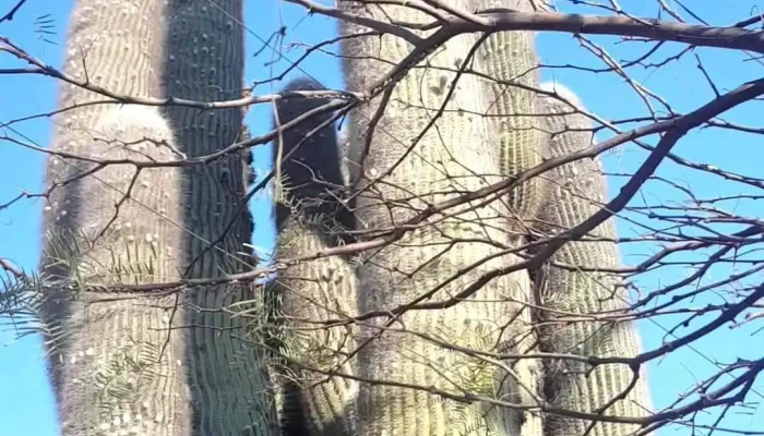 El Churqui Tafi Del Valle Tucuman Argentina -  Videos - Tafí del Valle
