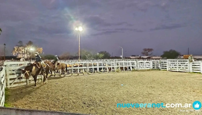 Feria De Remates Don Leandro Sitio Web - Bovril