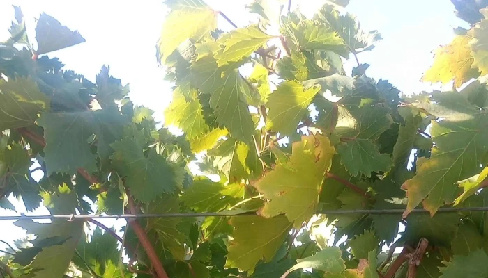 Finca La Rosita La Concepcion Correa Zonda -  Donde - San Juan