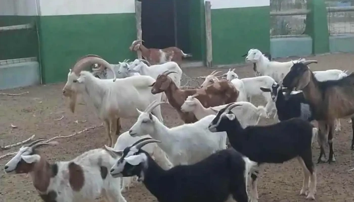 Finca La Rosita La Concepcion Correa Zonda -  Videos - San Juan