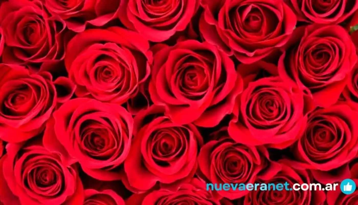 Florería Luz María - Laboulaye