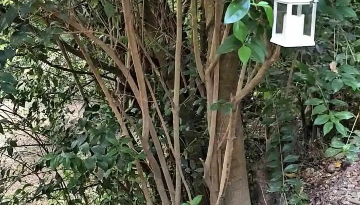 Hebras Casa De Te Videos - Merlo