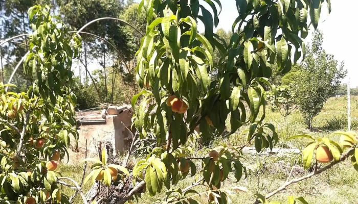 Inta -  Puntaje - Famaillá