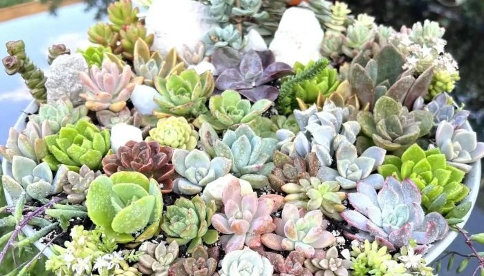 Jardines De Ensueno Del Propietario - Rivadavia