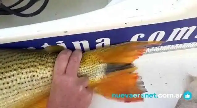 Jr Alquileresypesca Jacobo Del Propietario - Paso de la Patria