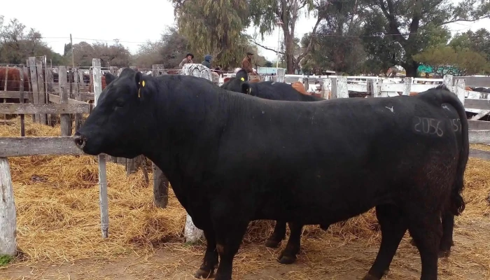 La Rural -  Numero - Villaguay