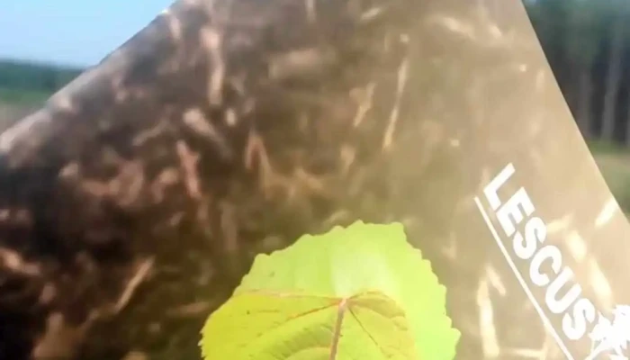 Las Marias Lugar De Descanso Videos - Paso de la Patria