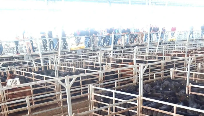 Mercado Agro Ganadero -  Descuentos - Cañuelas