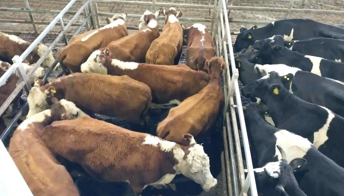 Mercado Agro Ganadero -  Ganado Vacuno - Cañuelas