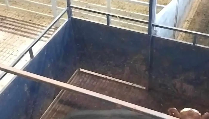 Mercado Agro Ganadero -  Videos - Cañuelas
