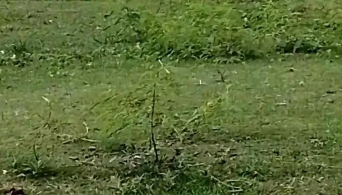 Mi Saladas -  Videos - Saladas