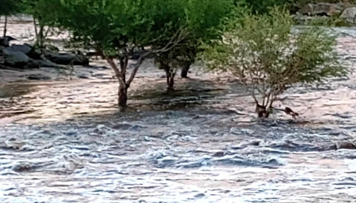 Puente Icho Cruz -    Tala Huasi Abierto Ahora - Villa Icho Cruz