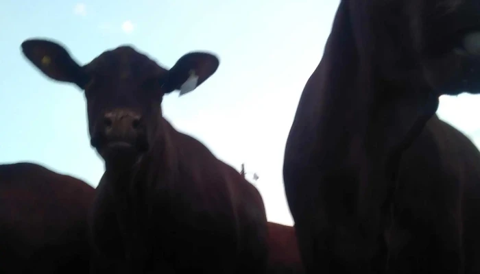 Sociedad Rural De Corrientes -  Opiniones - Aab