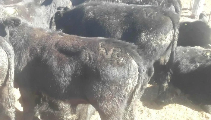 Sociedad Rural -  Descuentos - Dean Funes