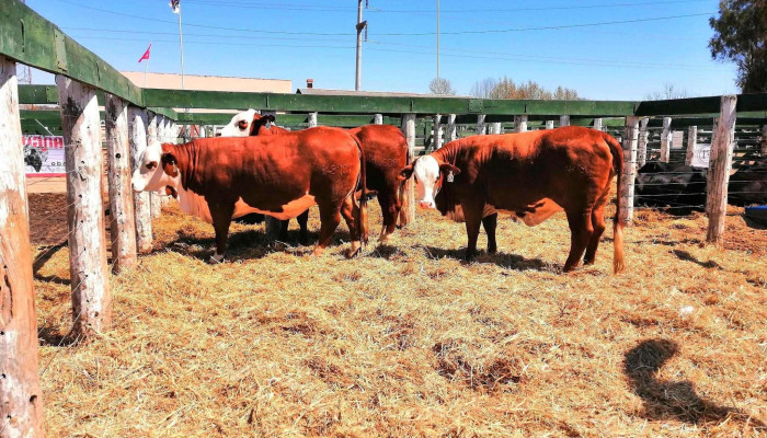 Sociedad Rural -  Ganado Vacuno - Dean Funes