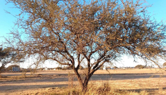 Tierra Alta Loteo Temporini De Los Visitantes - Las Varillas