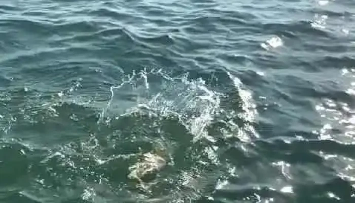 Tierra Nuestra Fishing Lodge -  Videos - Paso de la Patria