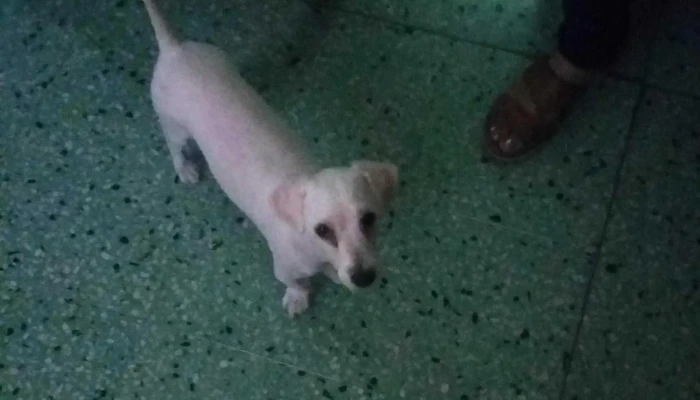 Veterinaria Alem Santiago Del Estero -  Zona - Santiago del Estero