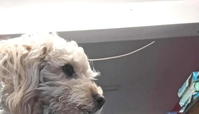 Veterinaria Snoopy -  Direccion - San Luis