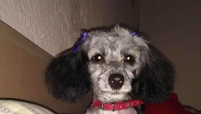 Veterinaria Snoopy -  Opiniones - San Luis