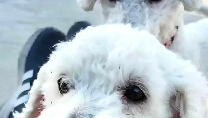 Veterinaria Snoopy -  Precios - San Luis