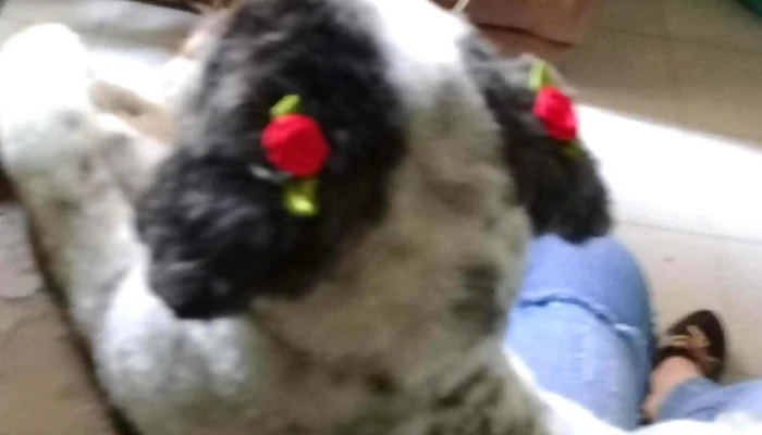 Veterinaria Snoopy -  Puntaje - San Luis