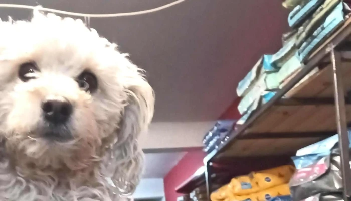 Veterinaria snoopy - San Luis