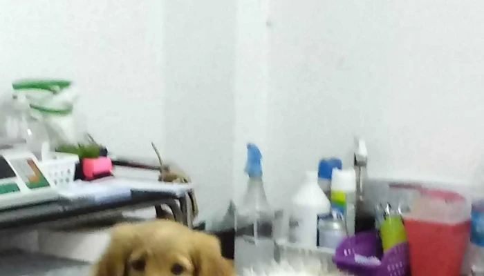 Veterinaria Snoopy -  Ubicacion - San Luis