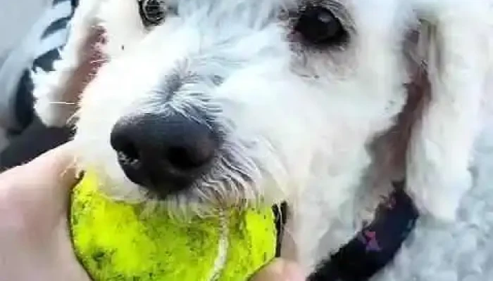 Veterinaria Snoopy -  Videos - San Luis